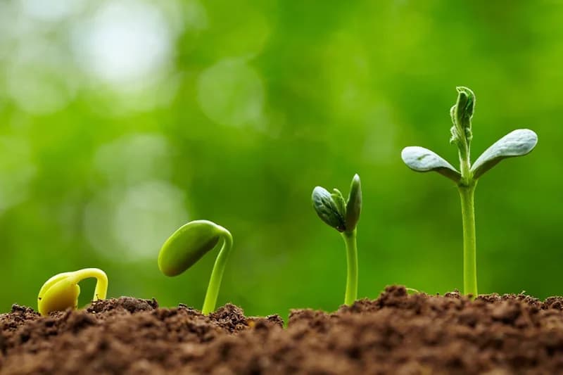 Jardinier Guadeloupe