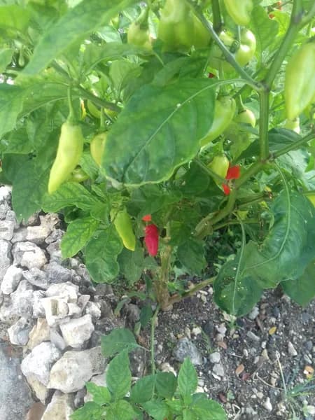 Location de salle Guadeloupe - photo 2