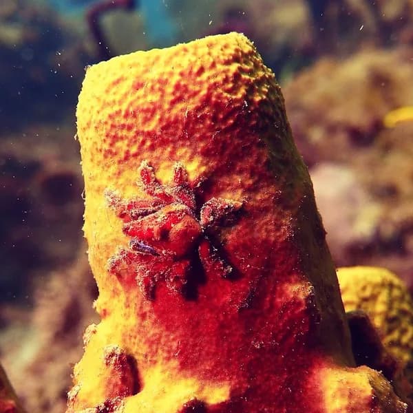 Plongee Guadeloupe - photo 2