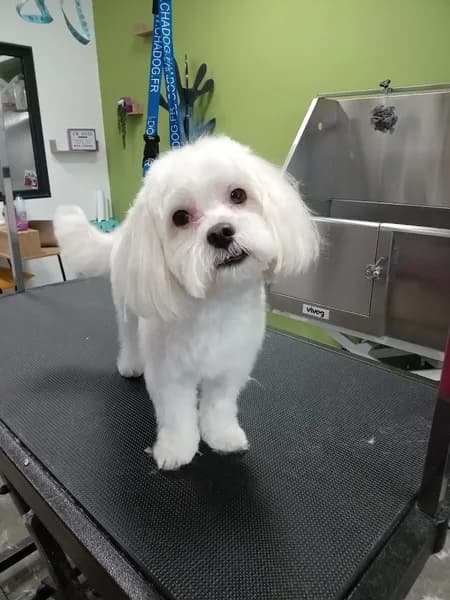 Toilettage Guadeloupe - photo 2