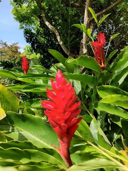 Vanilleguadeloupe.fr