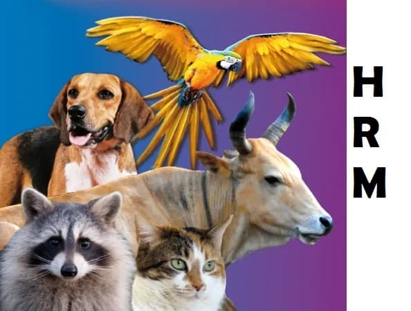 Veterinaire Guadeloupe