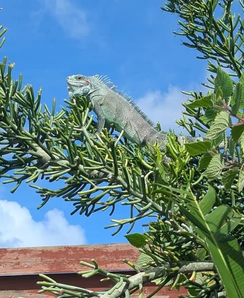 Gite Le Moulin de la Baie Le Moule - photo 2