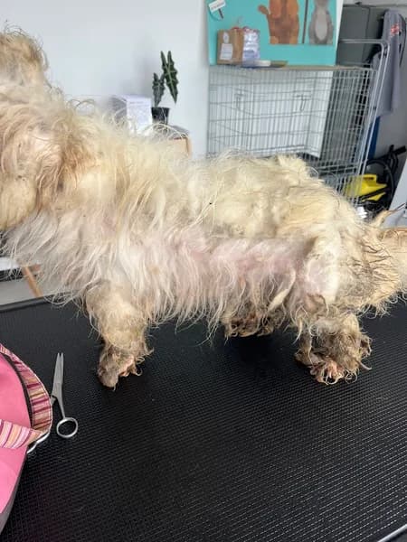 Magasin Terranimo Les Abymes - photo 3