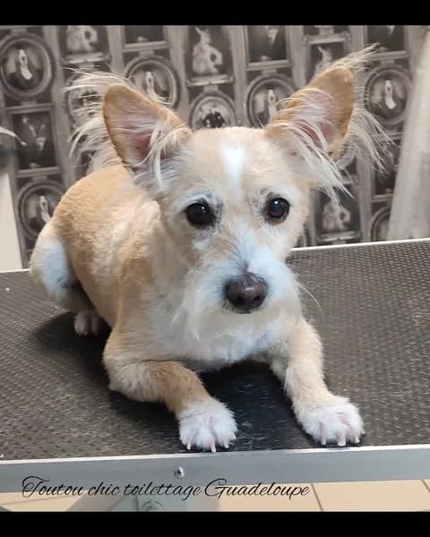 Toutou Chic - photo 2