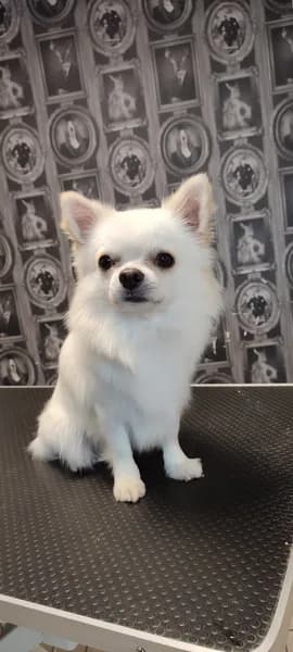 Toutou Chic - photo 4