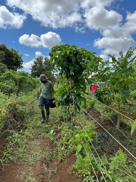 Ferme de Champs Fleury Morne à l’Eau