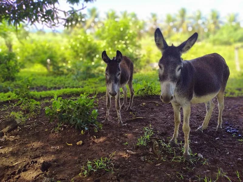 Ferme de Champs Fleury Morne à l’Eau - photo 2