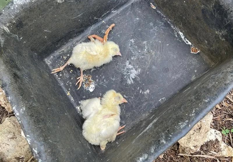 Kaz’ Animal Morne à l’Eau - photo 2