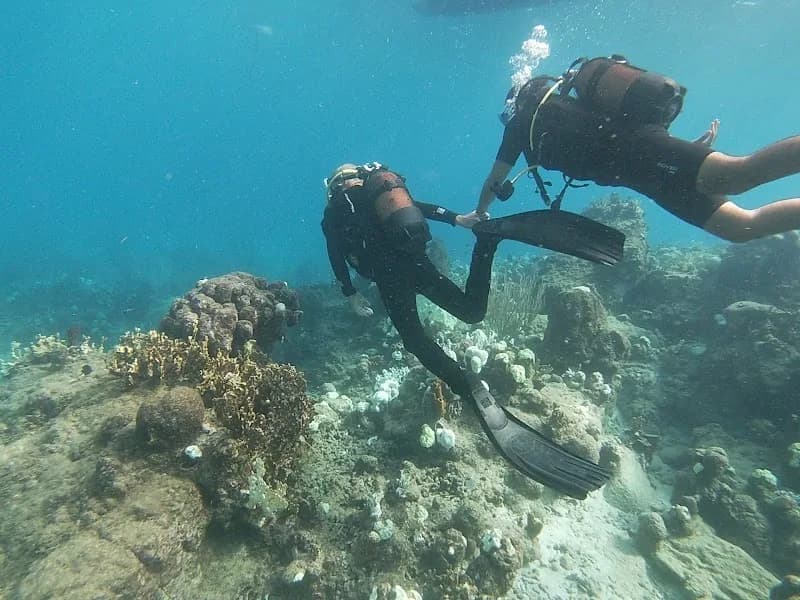 Anse Caraïbe Plongée - photo 2