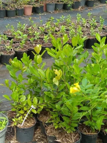 Frasnier Anne-Laure - photo 2