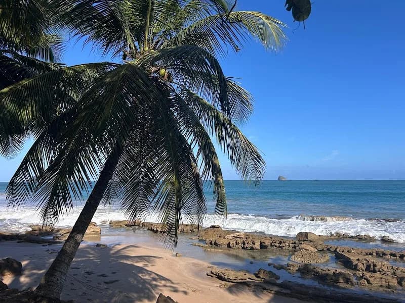 Hortensia Car - photo 2