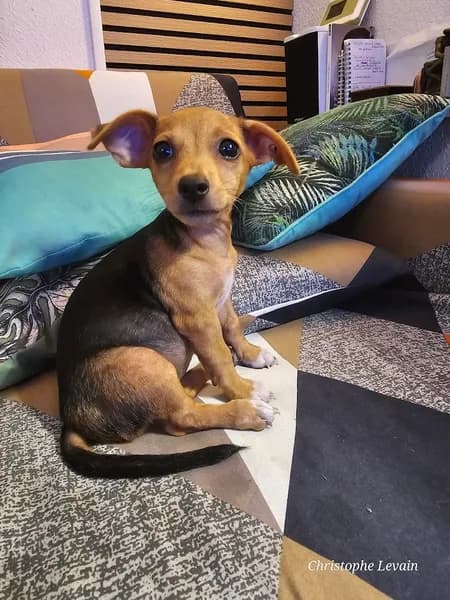 Clinique vétérinaire Chaussecourte et Houdas - photo 2