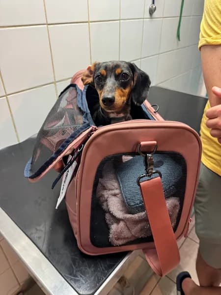 Clinique vétérinaire Chaussecourte et Houdas - photo 3