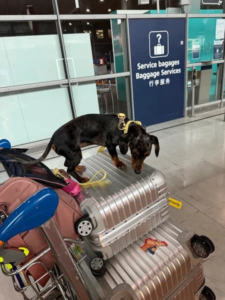 Clinique vétérinaire Chaussecourte et Houdas - photo 4