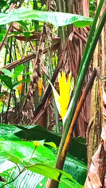 Infirmière Dorin Saint-François - photo 4