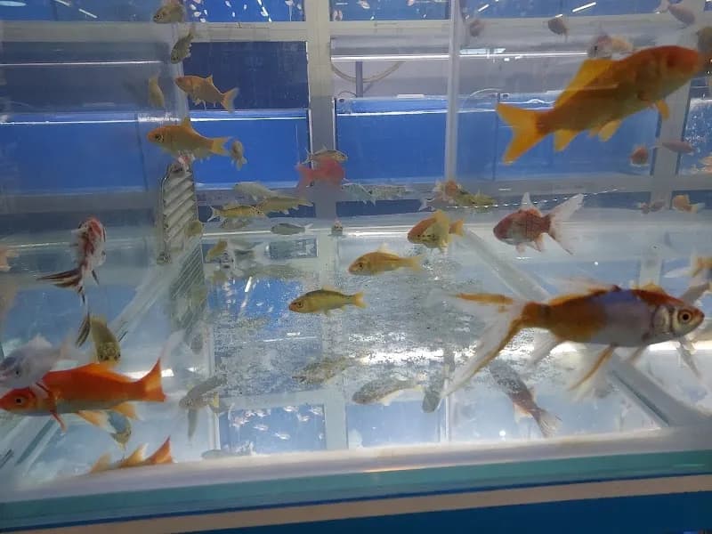 Kaz’ Animal Saint-François - photo 2