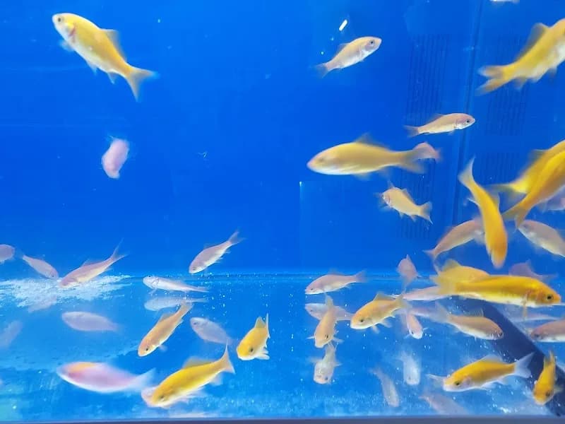 Kaz’ Animal Saint-François - photo 4