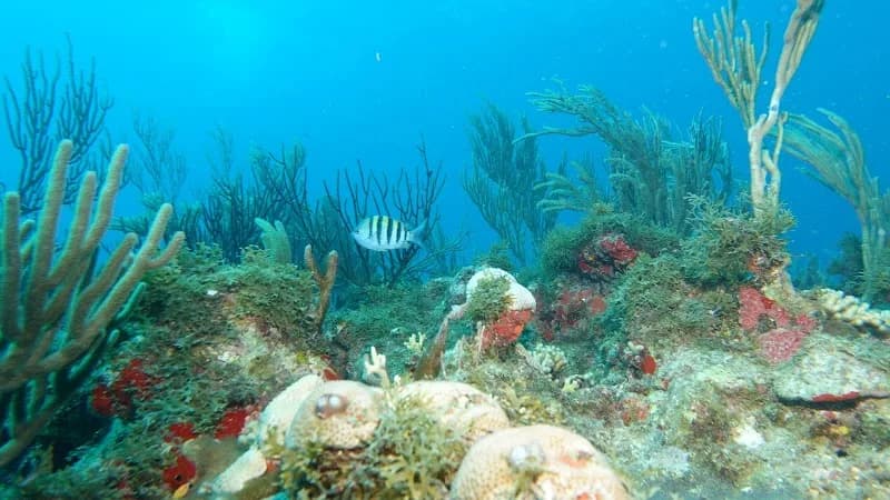 La Plongée Caribeenne Saint-François - photo 2