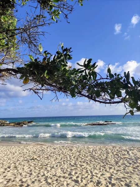 Mairie Saint-François - photo 4
