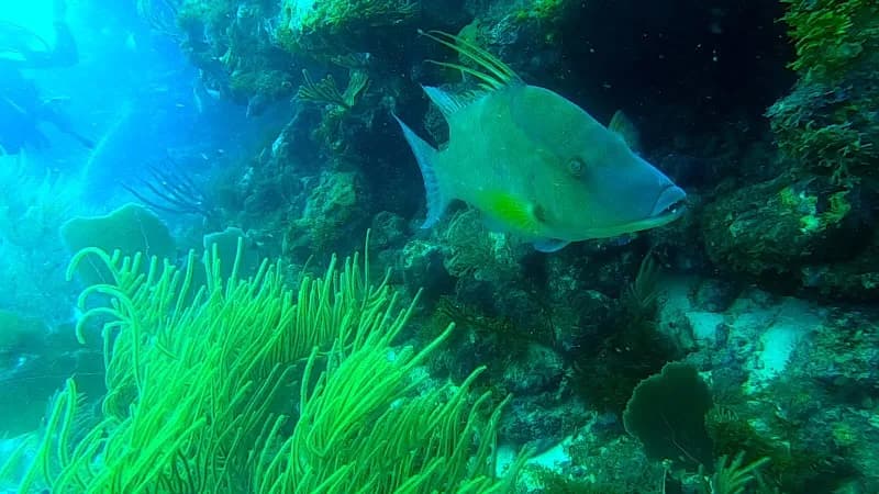 Saint-François Plongée - photo 3