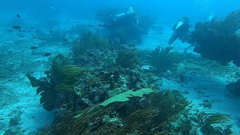 Saint-François Plongée - photo 4