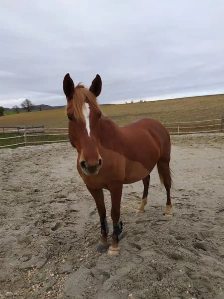 L’écurie de Pégase Sainte-Anne
