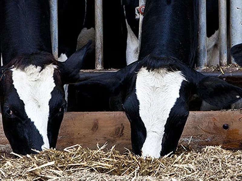 MCTS Alimentations Bétails Sainte-Anne