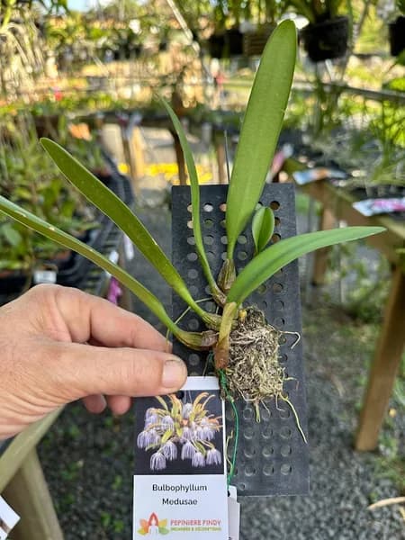 Pépinière Pinoy Orchidées Sainte-Anne - photo 2