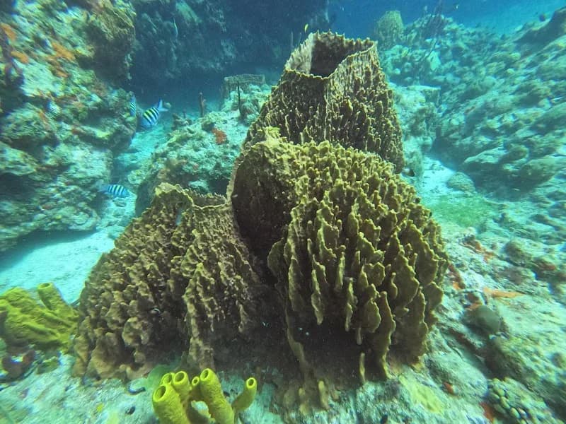 Club de Plongée Pisquettes Les Saintes