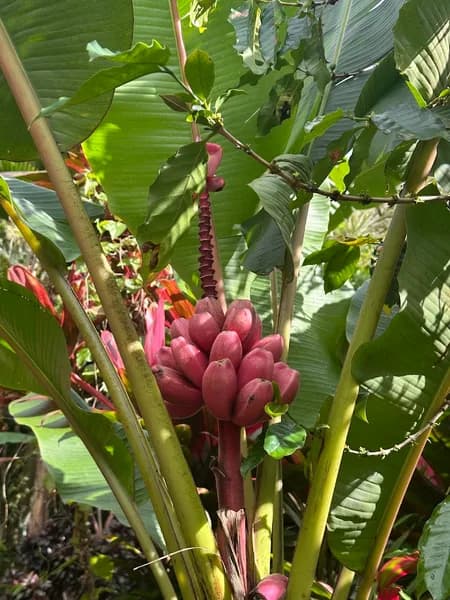 Maison de la Banane Trois-Rivières