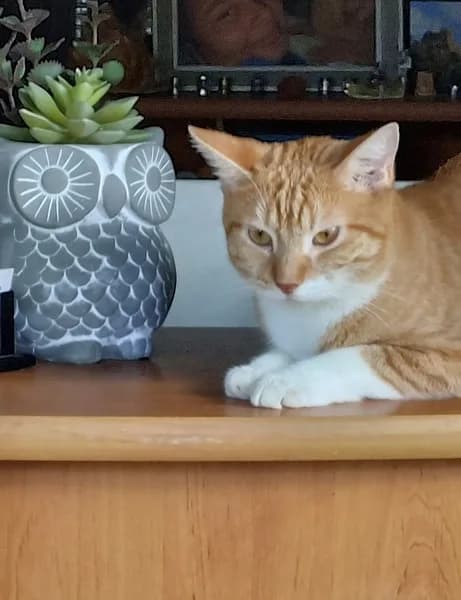 Pension pour Animaux Canin Calin