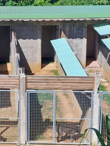 Pension pour Animaux Canin Calin - photo 2