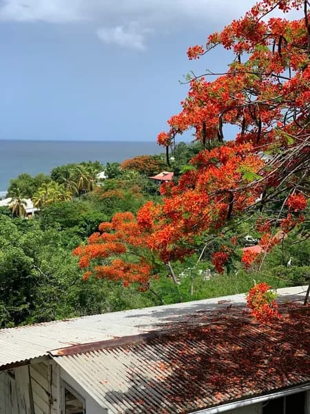 Aira Albert - photo 2