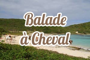 Balade à cheval Le Domaine de Belle Plaine