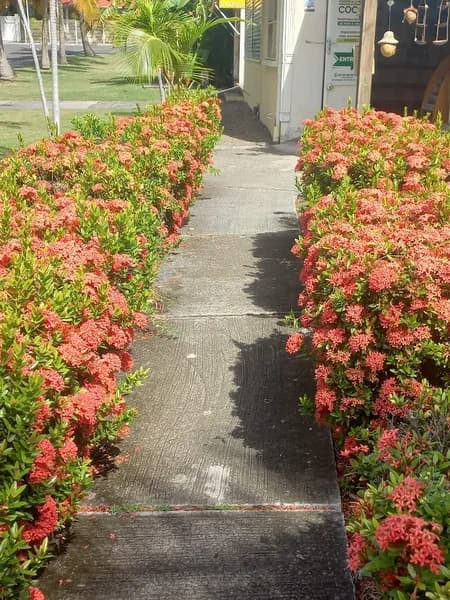 Boutique Ni Oui Ni Non Saint-François - photo 4